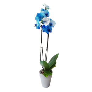 Orquídea azul