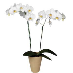 Orquídea blanca