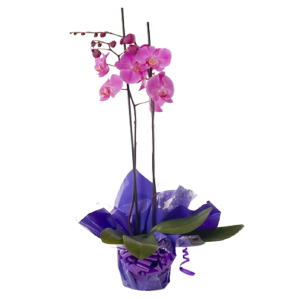 Orquídea rosa